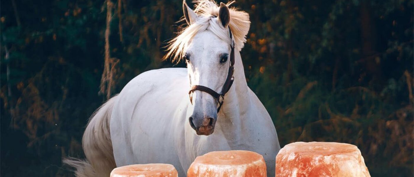 horse-lick-himalayan-salt4